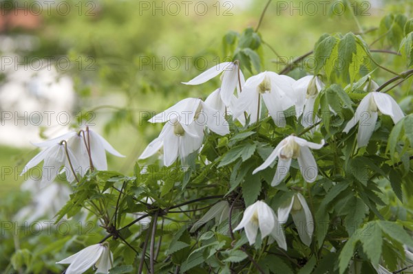 Clematis 'White Columbine', Saxony, Germany, Europe