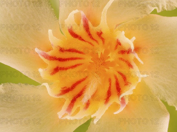 Flower of the oleander (Nerium oleander), macro photo, studio photo, Germany, Europe