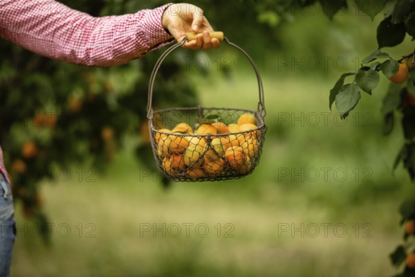 Unrecognised woman's hand holding wickered metal basket full of fresh organic apricots. Fruit orchard on background, blured. Copy space. Organic farming concept. Preserving fruits for winter