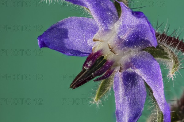 Borage (Borago officinalis)