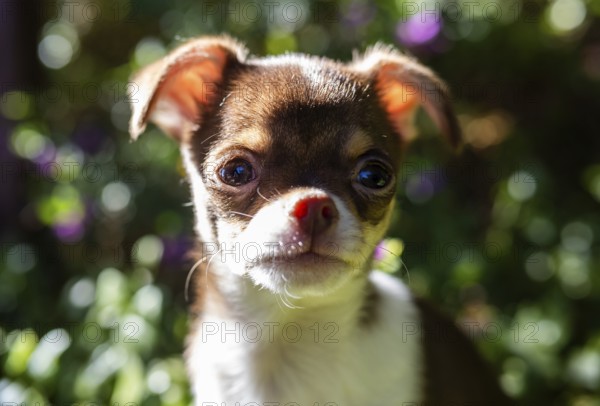 The warm sunlight filters through the foliage, casting a glow on the delicate features of a Chihuahua puppy in a serene garden