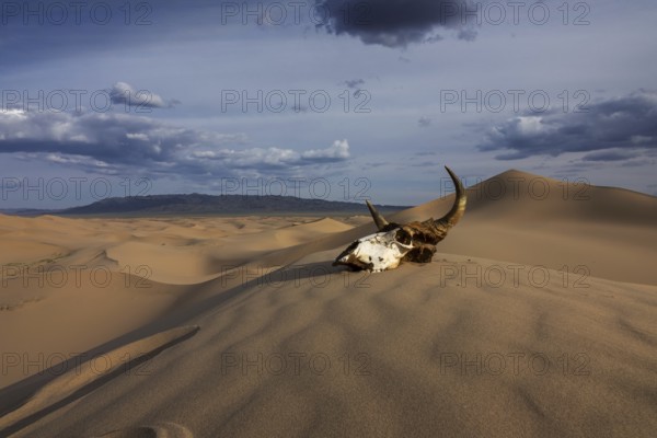 Bull skull in the sand desert at sunset. Death concept