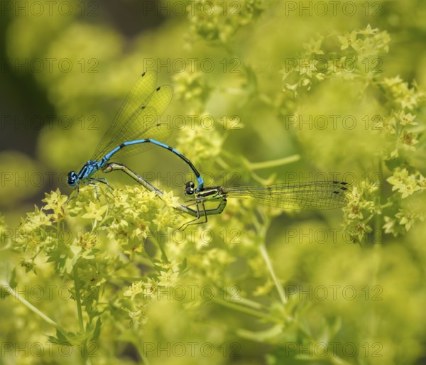 Insect love, Damselfly couple mating on a yellow flower