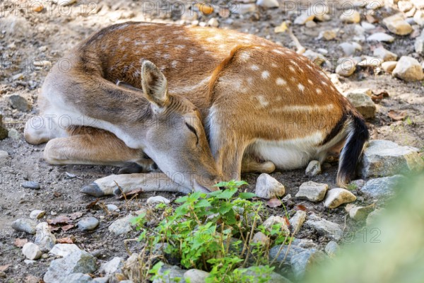 A young deer lies peacefully on the ground, surrounded by stones and plants, Straubing Zoo, . Lower Bavaria