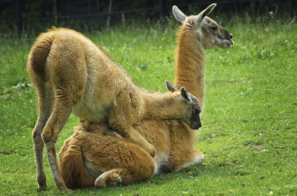 Baby llama playing with her mother on the lawn