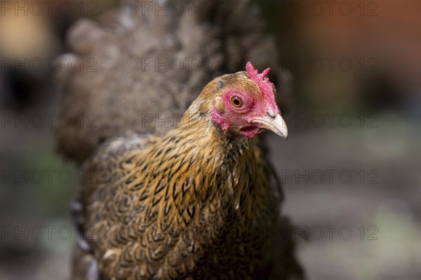 Portrait of a dwarf Wyandotte