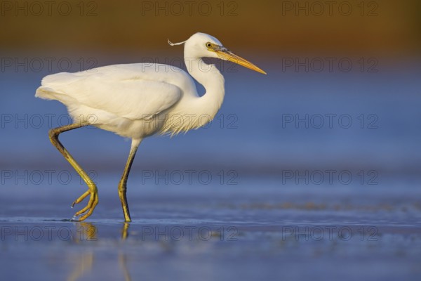Western Reef Heron, Western Reef-Heron, Western Reef-Egret, (Egretta gularis), Garceta Dimorfa, Raysut, Salalah, Dhofar, Oman, Asia