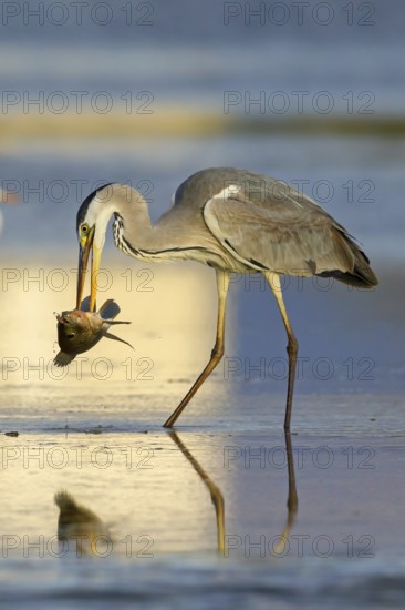Grey grey heron (Ardea cinerea), foraging, prey, fish, boat trip, Tiszaalpár, Kiskunsági National Park, Bács-Kiskun, Hungary, Europe