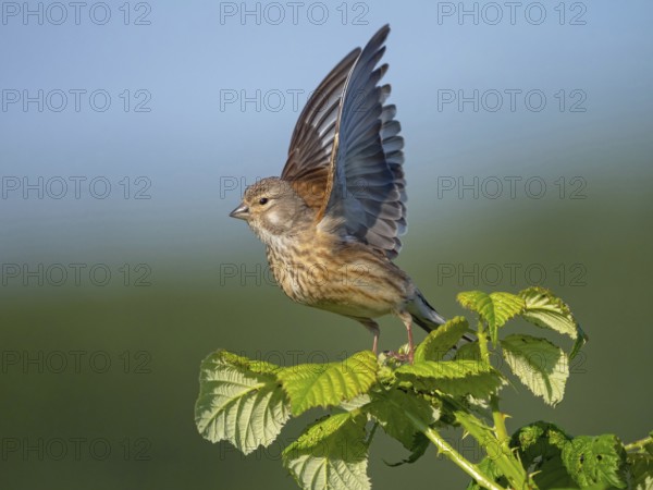 Linnet, Common Linnet, Eurasian Linnet, (Carduelis cannabin), (Acanthis cannabina), Linotte mÈlodieuse, Pardillo Com?n