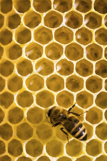 Honey bee on honeycomb in beehive, Lower Saxony, Federal Republic of Germany