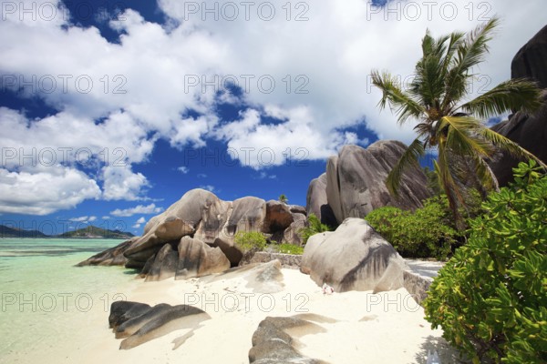La Digue, Palm tree beach, Seychelles, Indian Ocean, Palm trees, La Digue, Indian Ocean, Seychelles, Africa
