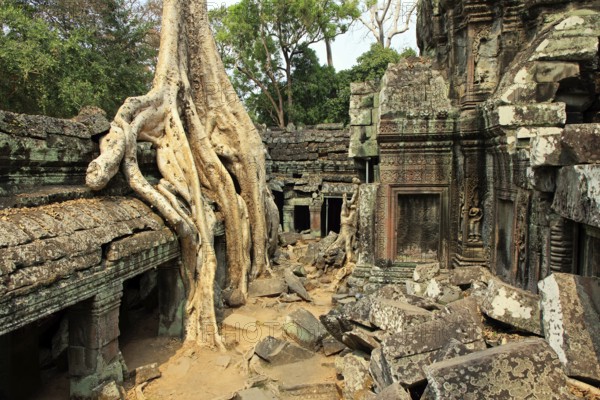 The temple of Ta Prohm in Cambodia, overgrown with roots