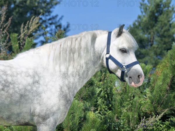 Portrait of grey welsh pony