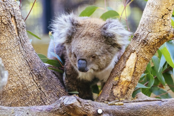 An inquisitive koala looking for food in a tree in a zoo in Australia