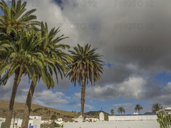 Palm trees under a cloudy sky in a village, lanzarote, Canary Islands, Spain, Europe