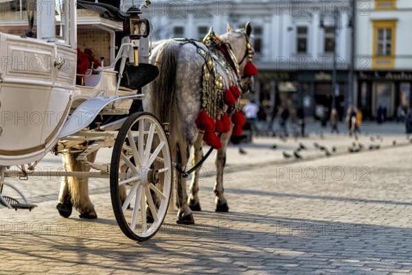Horses with a carriage on the main square of Krakow in Poland