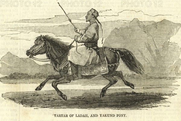 Tartar of Ladah and Yakund Pony