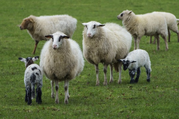 Group of sheep and lambs on a green meadow, sheep with small lambs on a green meadow, borke, germany