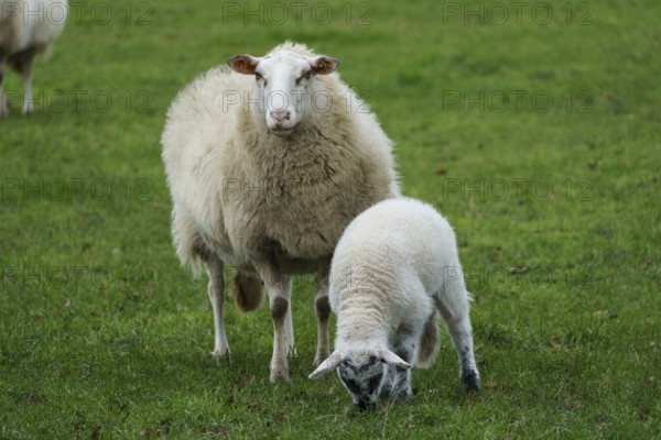 A sheep and a lamb stand on a green meadow, the lamb eats grass, sheep with small lambs on a green meadow, borke, germany