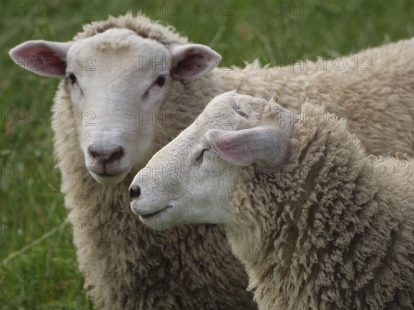 Close-up of two sheep on a green meadow, one looking peacefully, Velen, North Rhine-Westphalia, Germany, Europe