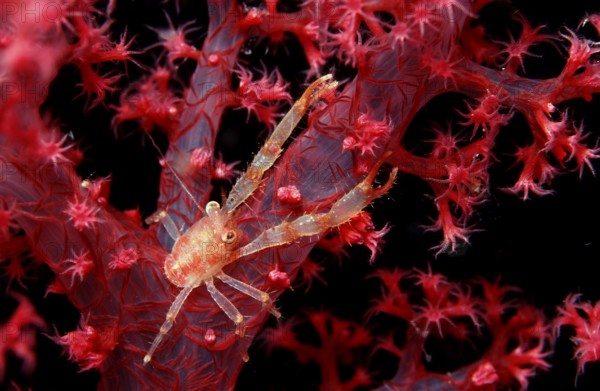 Jumping crab on soft coral, Galathea sp., Egypt, Red Sea, Brother Islands, Africa