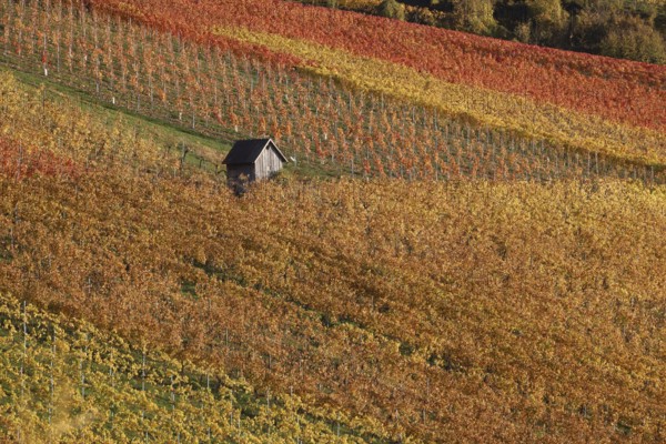 Vineyards in Autumn, View from the Wartberg, Heilbronn, Baden-Württemberg, Germany, Europe