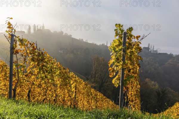 Autumn atmosphere, forest with foliage colouring, morning light over a vineyard, early morning mist drifts over a chain of hills, silhouette of the church of Kitzeck, near Kitzeck, Sausal, Styria, Austria, Europe