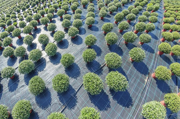 Outdoor Plant Nursery, Potted Plants, Flower Pots Outdoor, Nursery for plants