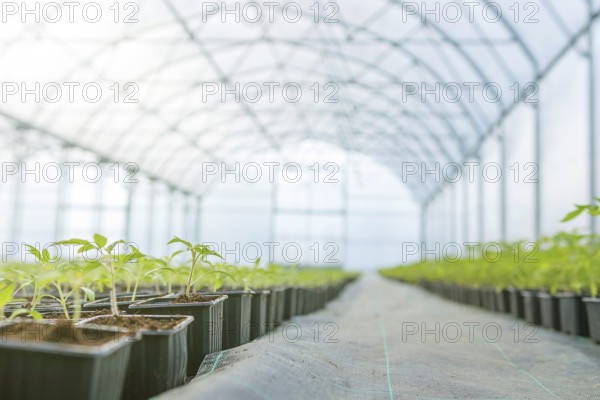 Rows of Potted Seedlings in Greenhouse