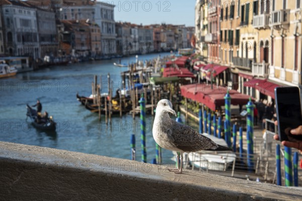 Canal Grande from Rialto Bridge in Venice, a Seagull posing, Italy, Europe