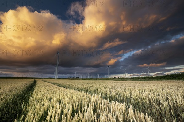 Dramatic shower cloud at sunset over wheat field and windmills