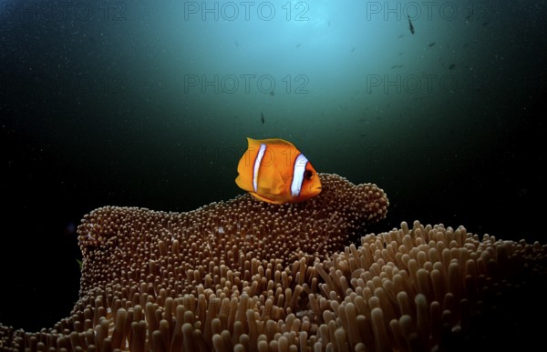 Red Sea Anemonefish, Amphiprion bicinctus, Djibouti, Djibouti, Africa, Afar Triangle, Gulf of Aden, Gulf of Tadjourah, Africa