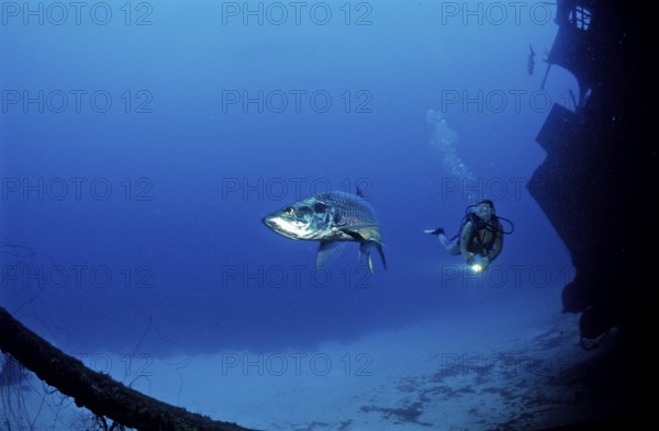 Diver and tarpon on the Hilma Hooker shipwreck, Megalops atlanticus, Netherlands Antilles, Bonaire, Caribbean, Caribbean Sea