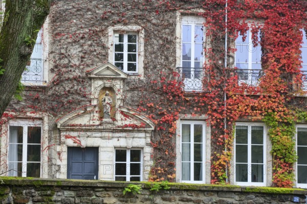 Façade of a historic house near the town hall, Nantes, Loire-Atlantique department, Pays de la Loire region, France, overgrown with autumn-coloured foliage Wild Vine, Europe