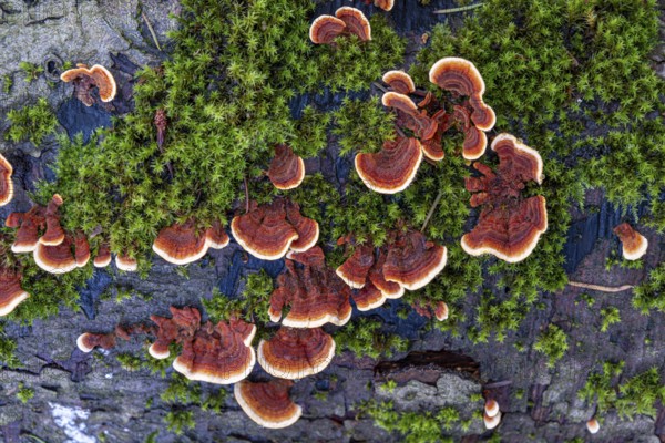 Tree fungi (xylobionts) on dead wood in the forest, Offenbach am Main, Hesse, Germany, Europe
