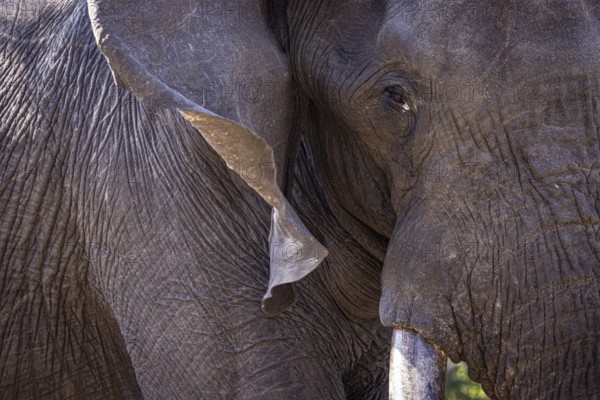 African elephant (Loxodonta africana) portrait, detail, close-up, Manyeleti Game Reserve, South Africa, Africa