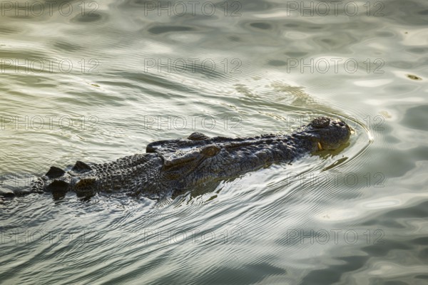 Saltwater crocodile, also known as saltie (Crocodylus porosus) at the Cahill Crossing ford through the East Alligator River, Kakadu National Park, Northern Territory, Australia, Oceania