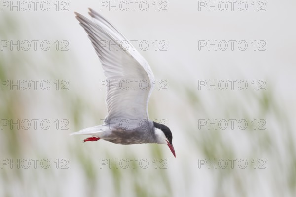 White-bearded Tern, Chlidonias hybrida, Whiskered Tern