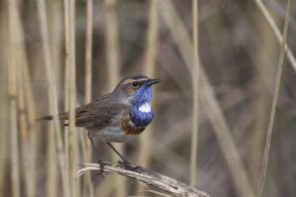 Bluethroat, Luscinia svecica, bluethroat