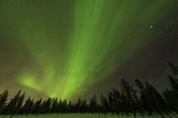 Northern Lights (Aurora borealis) over snowy landscape, Gällivare, Norrbotten, Lapland, Sweden, November 2012, Europe