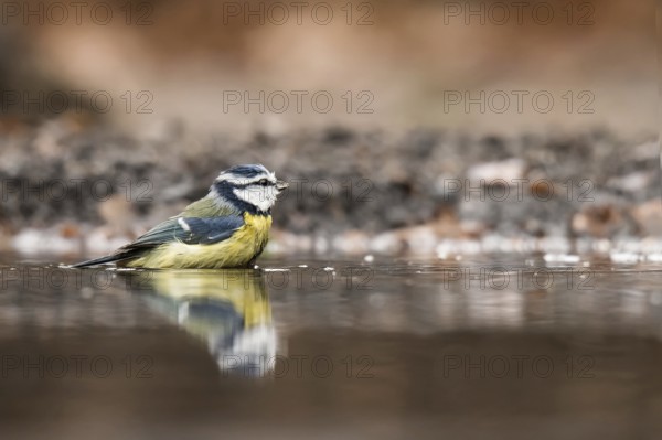 Blue tit takes a bath