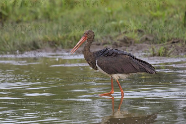 Young black stork foraging for food