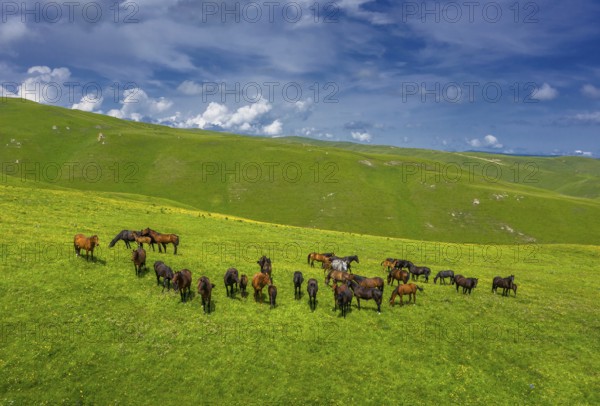 Aerial view of herd of horses grazing on slope meadow in summer. Caucasus montains