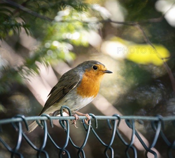Closeup of an european robin bird sitting on a fence