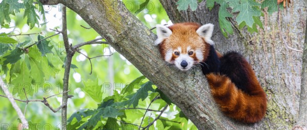 Red panda, Ailurus Fulgens, portrait. Cute animal resting lazy on a tree, useful for environment concepts