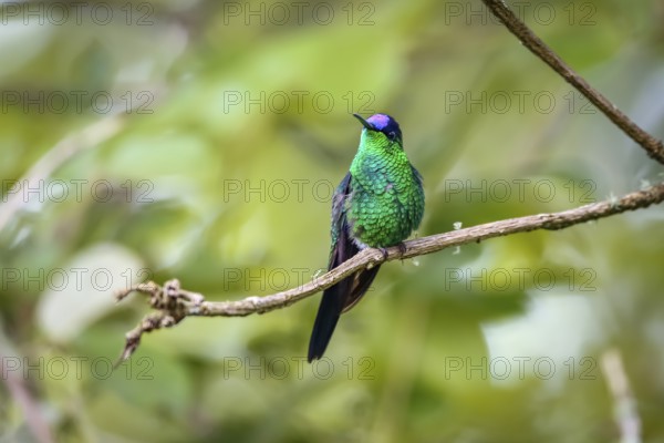 Close-up of a Violet-capped woodnymph perched on a branch against defocused background, front view, Serra da Mantiqueira, Atlantic Forest, Itatiaia, Brazil, South America