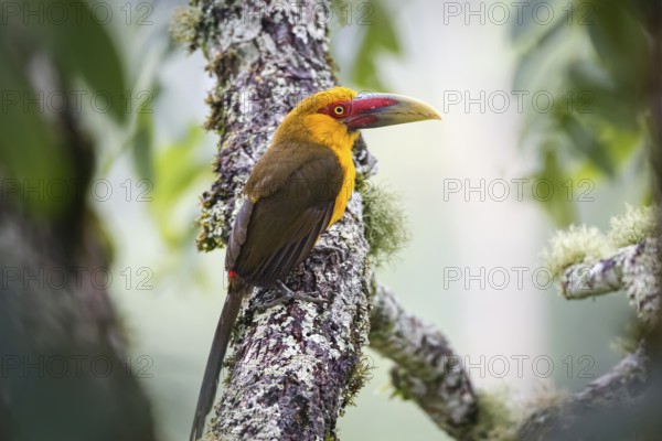 Close-up of a beautiful Saffron toucanet perched on a tree branch against defocused natural background, Serra da Mantiqueira, Atlantic Forest, Itatiaia, Brazil, South America