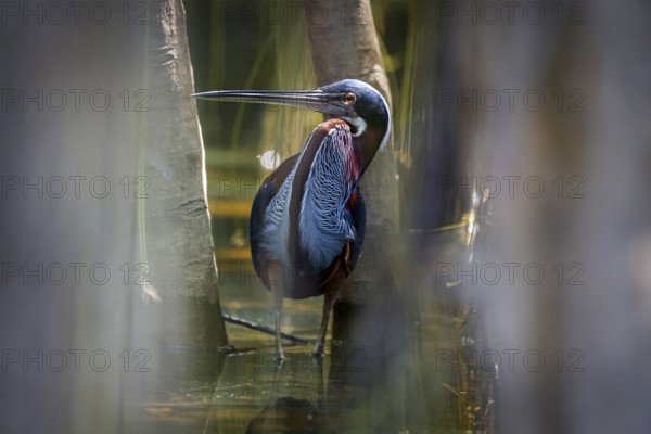 Agami Heron on a tree branch against green natural background, Pantanal Wetlands
