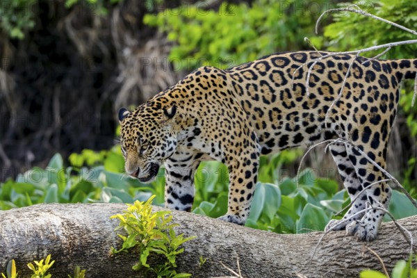 Jaguar standing on a tree trunk against natural background, looking down, Pantanal Wetlands, Mato Grosso, Brazil, South America