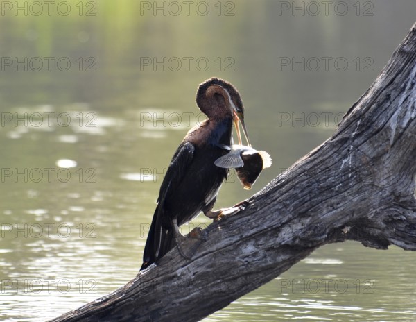 An African Darter at a lake in South Africa